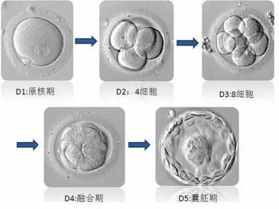 胚胎质量评级：好不好，看一下这里就知道